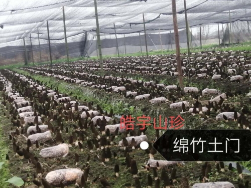 &#72;&#74;&#67;&#40644;&#37329;&#22478;