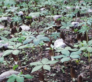 &#72;&#74;&#67;&#40644;&#37329;&#22478;