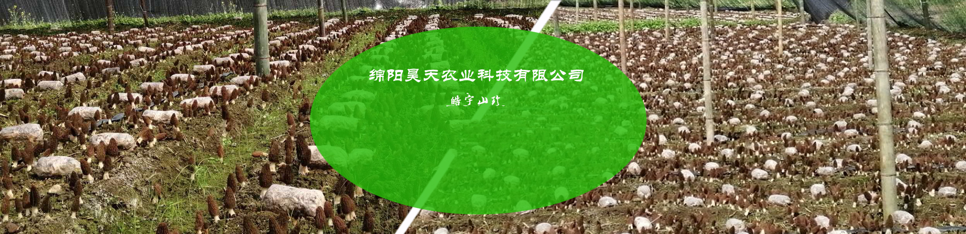 &#72;&#74;&#67;&#40644;&#37329;&#22478;